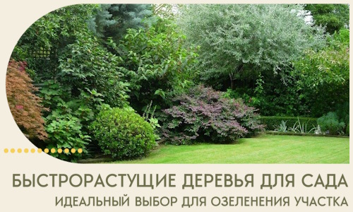 Быстрорастущие деревья для сада идеальный выбор в Кургане