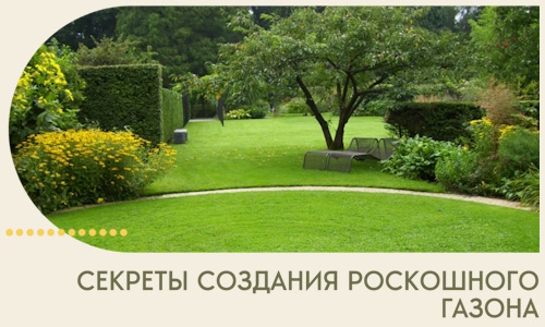 Секреты создания роскошного газона в Кургане